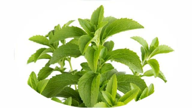 How to control diabetes through Stevia Plants ||डायबिटीज का इलाज ||Stevia Plants in hindi || смотреть онлайн