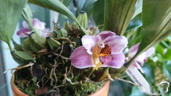 Bifrenaria описание и уход.