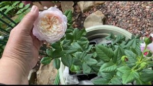 Чем отличаются розы в кашпо и в саду! Сорта моих роз и обзор сада с розами!