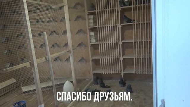 Николаевские голуби.Pigeon. Подарок друзей. смотреть онлайн