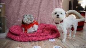 ЗВЕРОДЕТИ УПРАВЛЯЮТ нашими ПОДАРКАМИ С ПОМОЩЬЮ КНОПОК! 100 подарков на Новый год для котов и собак