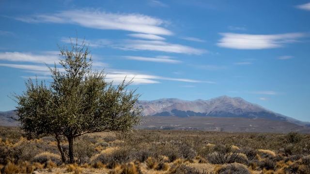 Lonely tree, Chubut region Argentina, Patagonia | Plotagraph Pro смотреть онлайн