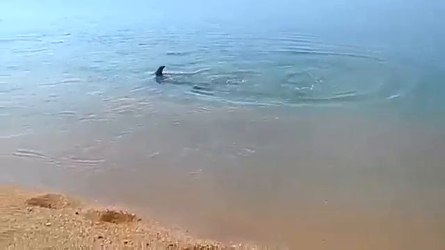 АНАПА ВИТЯЗЕВО Охота дельфина НА РЫБОК ОЧЕНЬ КРУТА смотреть онлайн