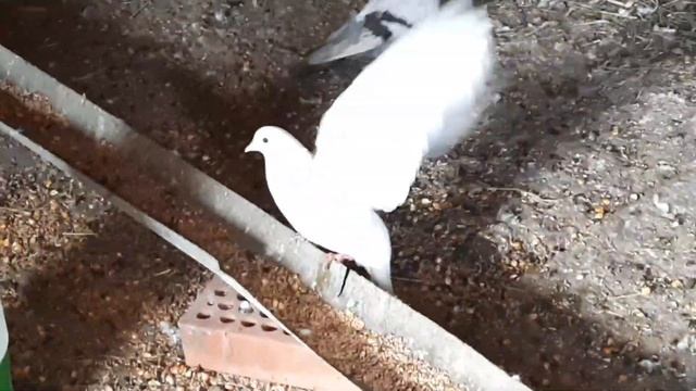 неудачная попытка гона бакинских голубей, и рассказ о моих белый и головатых смотреть онлайн