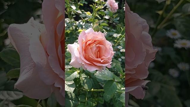 ?Роза Полька и две молоденькие розы-?Везалиус и ?Черри Брэнди(Вишневый ликёр).???⬇️ смотреть онлайн