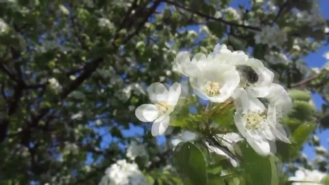 Мохнатый шмель. Укус шмеля что делать? Тайная жизнь шмелей. Враги шмелей. Giant Bumblebee смотреть онлайн