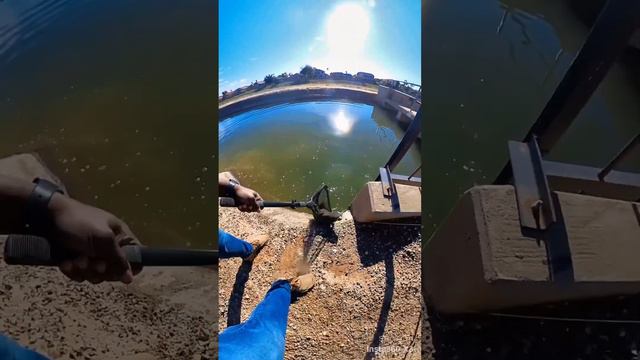 Chunky Arizona Canal Channel Cat #cat #catfishing #arizona #canal #fishing #chunky #water #outdoors смотреть онлайн