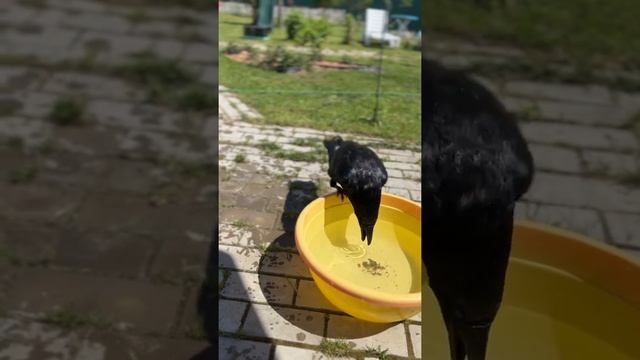 Освоим команду «Купайся», наш умный ворон Гоша ❤️ смотреть онлайн