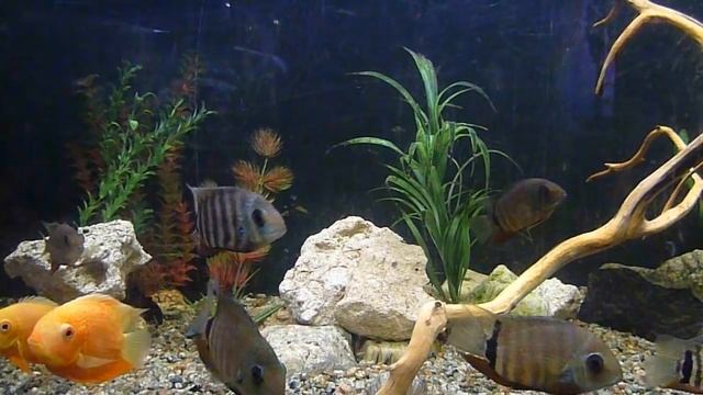 Очищение от негатива, усталости, уныния. Целительная сила музыки. смотреть онлайн