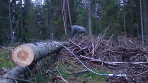 Как собирать валежник