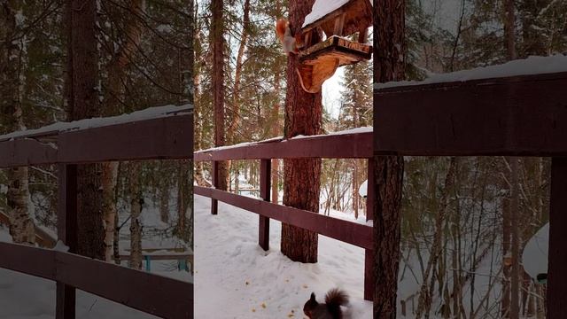 Огни Иманды, очень дикий лес. смотреть онлайн