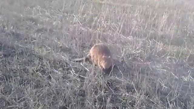 Бобер искал пищу и чуть-чуть не напал на меня!!! смотреть онлайн