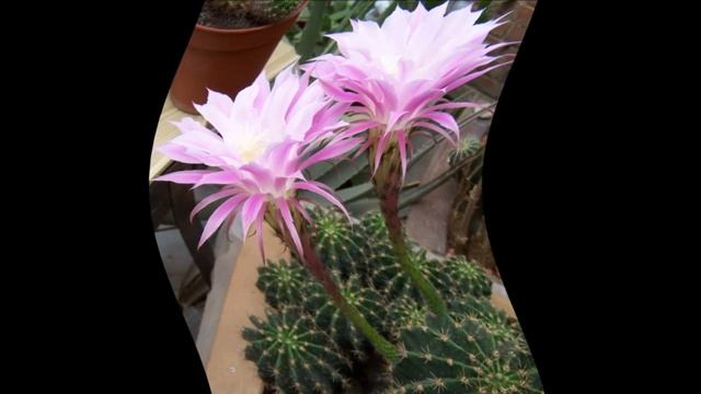 Эхинопсис уход смотреть онлайн