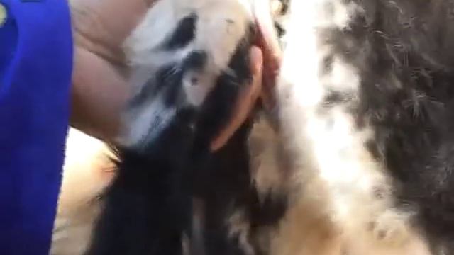 В Казахстане живет теленок с шестью ногами