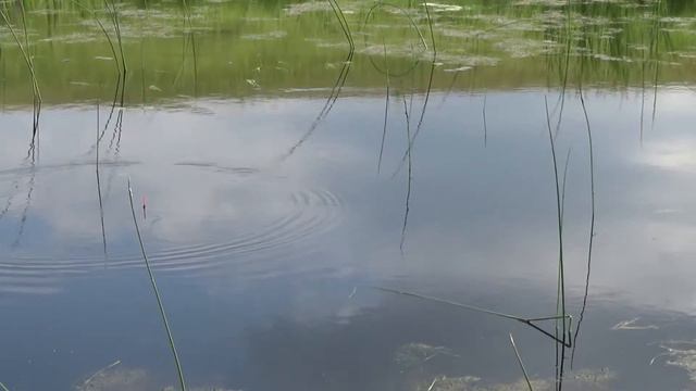 Рыбалка на поплавок 2020 в Сибири смотреть онлайн