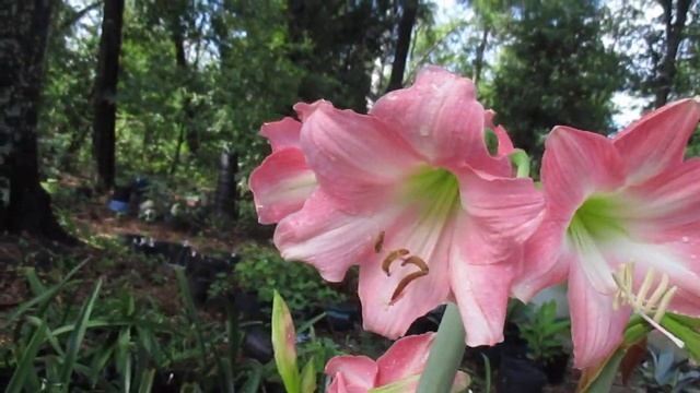 Rebecca Amaryllis смотреть онлайн