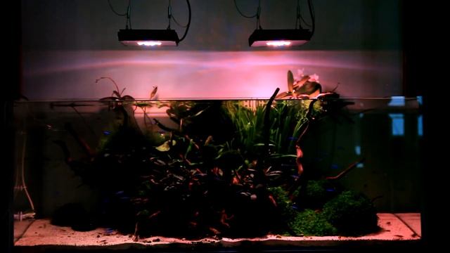 Светодиодные светильники Radion XR15FW Pro Freshwater в растительном аквариуме смотреть онлайн