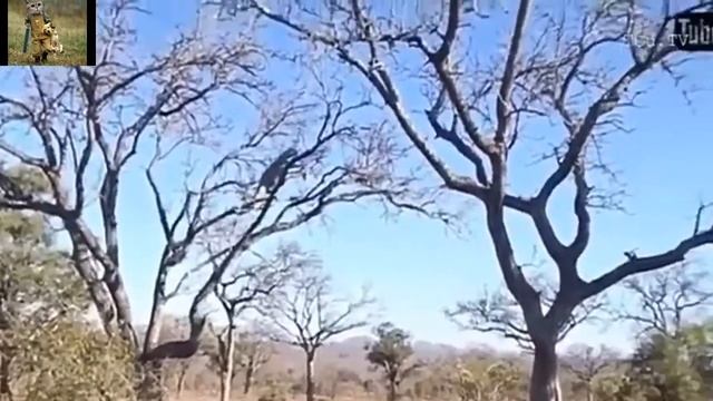 Тигр. Возьмите дерево обезьян и неожиданная концовка!! смотреть онлайн