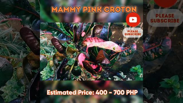 SAN FRANCISCO/CROTON PLANTS AND THEIR ESTIMATED PRICE смотреть онлайн