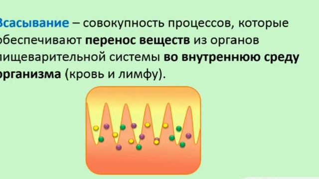 Биология 8 класс "Пищеварение в кишечнике" смотреть онлайн