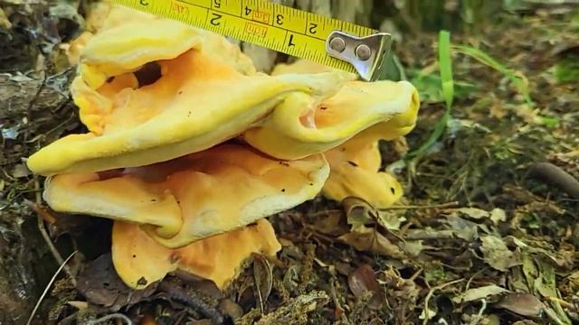 Гриб ещё на пне. смотреть онлайн