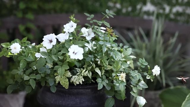【ガーデニング】お庭を美しく見せる5つのヒント /ガーデンズ宮本さんに聞く簡単な植物の飾り方のコツ/北欧スタイルの庭 смотреть онлайн