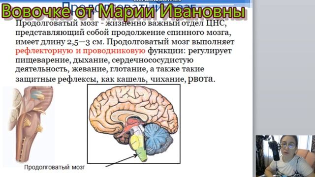 строение и функции головного мозга смотреть онлайн