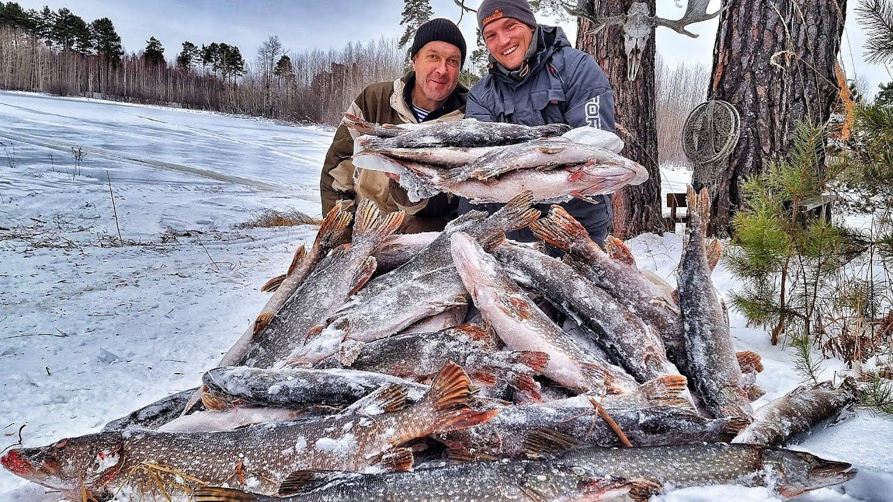 ЩУКов КАК ДРОВ! ЛОМАЮТ ЖЕРЛИЦЫ! ДИЧАЙШИЙ КЛЁВ В БОЛОТЕ! РЫБАЛКА У СЕРГЕИЧА часть 3 смотреть онлайн
