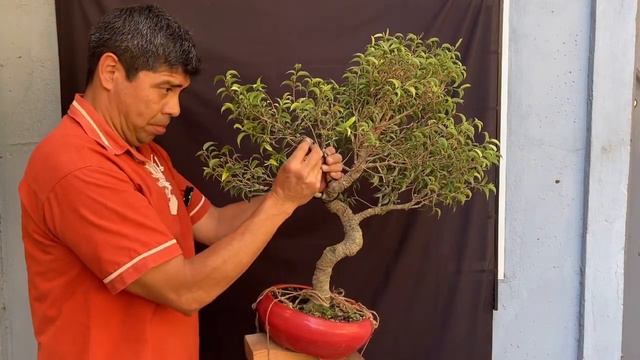Ficus Natasja!!! La maratón de los Ficus смотреть онлайн