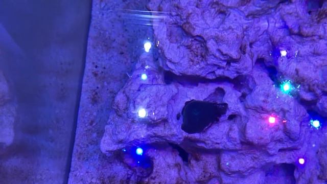 Созревание морского аквариума. Моему мини рифу три недели. смотреть онлайн