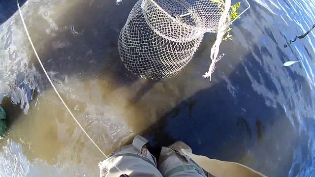 Перед нерестовий жор карася. Карась на бомбарду. Рибалка на УЛ.