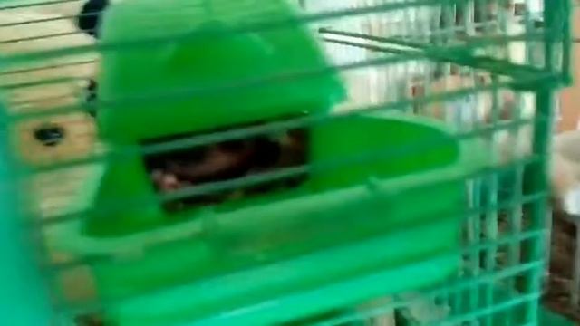 Показываю несколько своих животных! смотреть онлайн