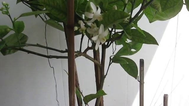 Комнатное цветение кумквата .Видео 193 . смотреть онлайн