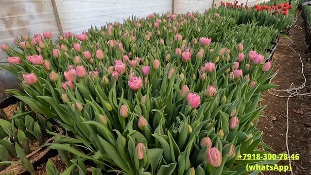 Новый обзор сортов тюльпанов для выгонки к 8 марта/новые сорта/охлаждение луковиц смотреть онлайн