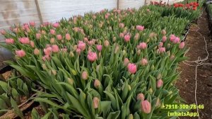 Новый обзор сортов тюльпанов для выгонки к 8 марта/новые сорта/охлаждение луковиц