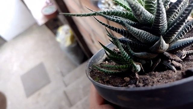 Três Suculentas Como Cuidar? Echeveria Perle, Francesco Baldi, Haworthia Zebra. #suculentas