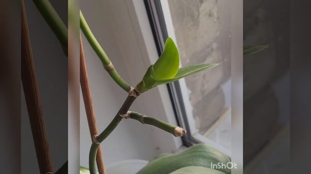 Орхидея выпустила детку? смотреть онлайн