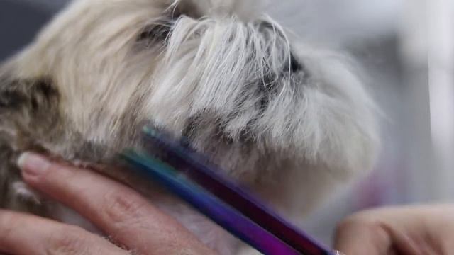 How to groom a shih tzu head? смотреть онлайн