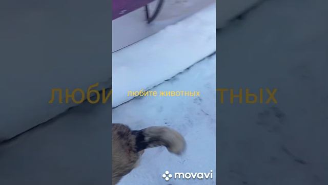 мы со своей семьёй всегда помогаем животным, они когда то умирали от голода и холода😘😘😘 смотреть онлайн