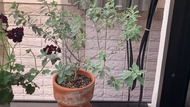 【ベランダガーデニング】ゼラニウムコレクション＊ヒューケラ＊ホスタ【半日陰】５月のベランダ２階編#27