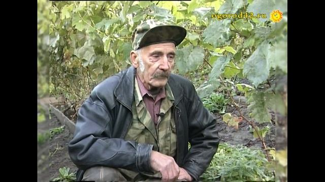 Виноград Михаила Золотухина. О формировке винограда смотреть онлайн