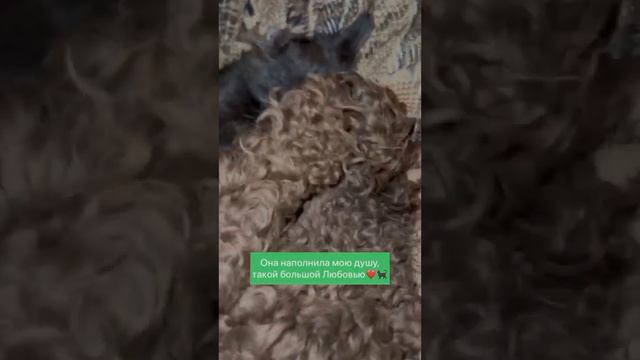 История Любви которая старше океана 🌊🐩❤️🐈⬛ A love story that is older than the ocean #love смотреть онлайн
