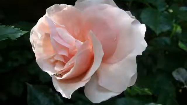 Early Summer Roses 2 смотреть онлайн