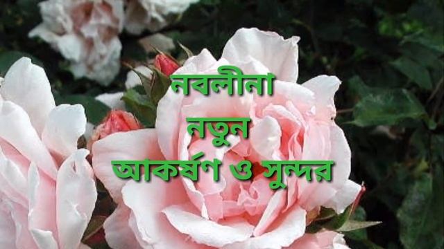 ন দিয়ে মেয়েদের নাম | n diye name girl bangla смотреть онлайн