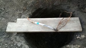 ? После ТАКОЙ посадки ВИНОГРАД служит десятки лет. Посадка саженца винограда осенью или весной.