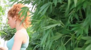 Мега куст Конопли