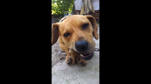 Собака грызет кость / Dog chews on a bone смотреть онлайн