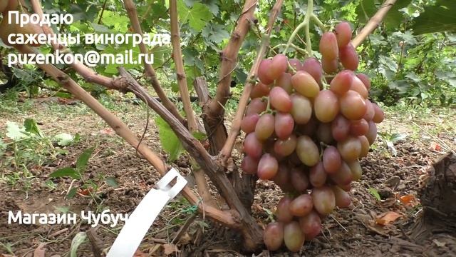Виноград Дюжина с крупными гроздями и ягодами- участок Пузенко Натальи Лариасовны смотреть онлайн