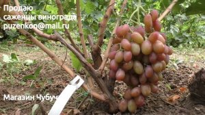 Виноград Дюжина с крупными гроздями и ягодами- участок Пузенко Натальи Лариасовны
