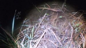 Как легко поймать пиявок.Ловля пиявок